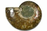 Cut & Polished Ammonite Fossil (Half) - Madagascar #377613-1